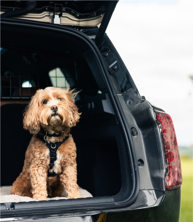 Dog inside boot of MINI